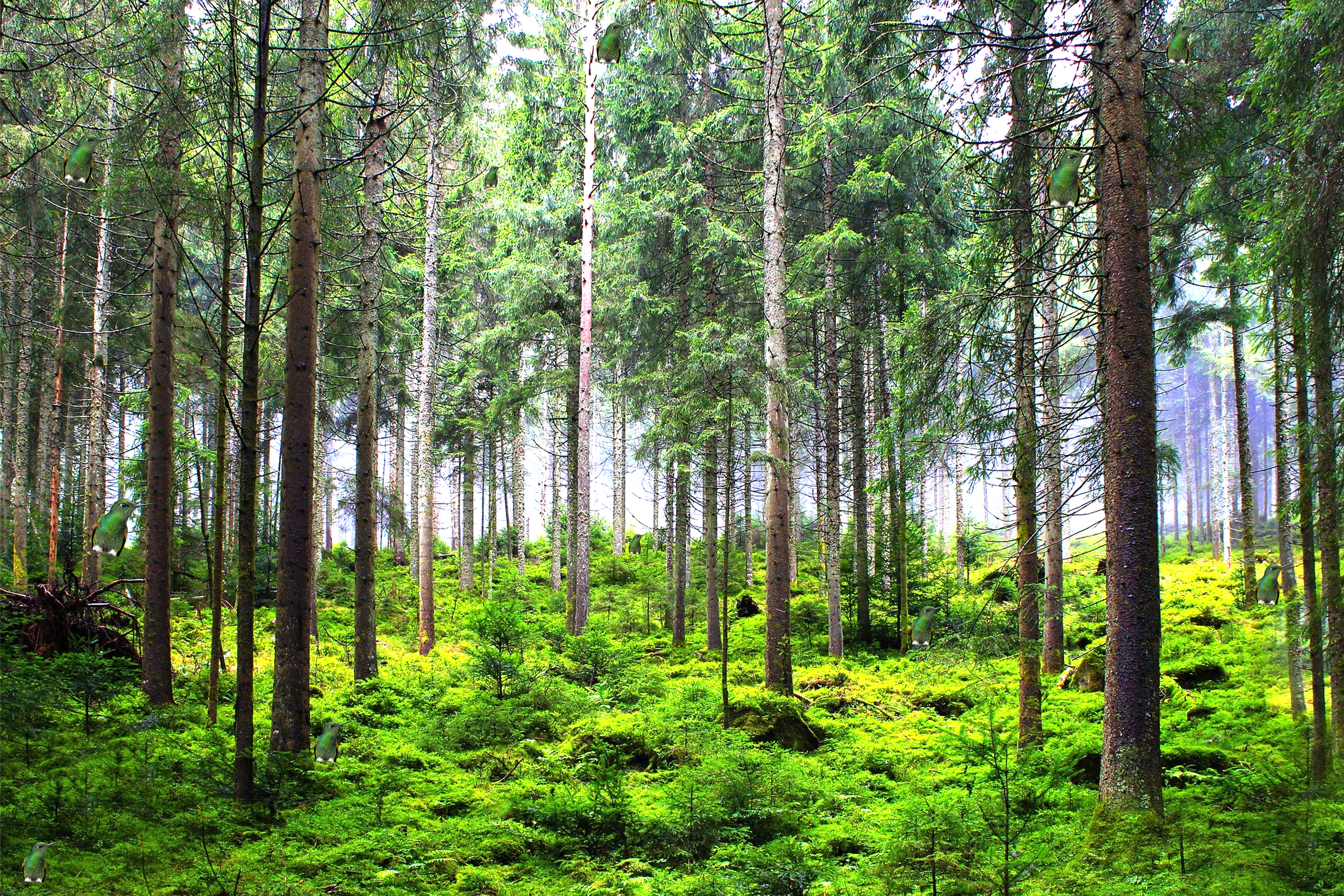 Wald mit Vögeln
